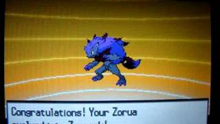 Shiny Zorua evolves into Shiny Zoroark
Zorua evolves into Zoroark at Lv. 30. I denied learning Night Slash because I dont need it.
I dropped the ball on this one, I was unaware where the mic was on my camera which is CONVENIENTLY PLACED WHERE YOU HOLD THE CAMERA so I accidentally had my hand/finger over it or something... making it a bit muffled. Im sorry. Im surprised this hasnt happened before already.
Shiny Zorua is brown with blue highlights & red eyes instead of black with red highlights and blue eyes.
Shiny Zoroark is purple with yellow/golden eyes and hair band/ring/whatever that is instead of red with blue eyes/band.
aaaaah whats the use I never get to see it cuz of Illusion anyways :( Shiny Zorua evolves into Shiny Zoroark