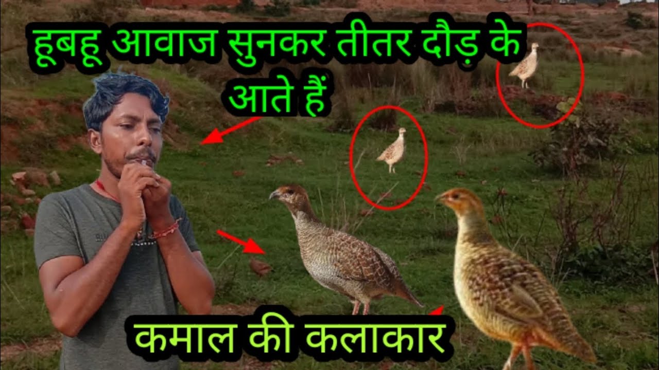हूबहू आवाज सुनकर तीतर दौडंक के आते है | Hubahu Awaaz Sun kar teetar Daud ke aate Hain