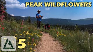 Colorado Wildflowers at their PEAK! Backpack Solo Colorado Trail Segment 5 (Kenosha Pass)