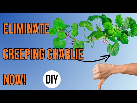 How to Get Rid of Creeping Charlie: Natural & Chemical Methods