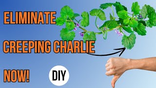 How to Get Rid of Creeping Charlie: Natural & Chemical Methods