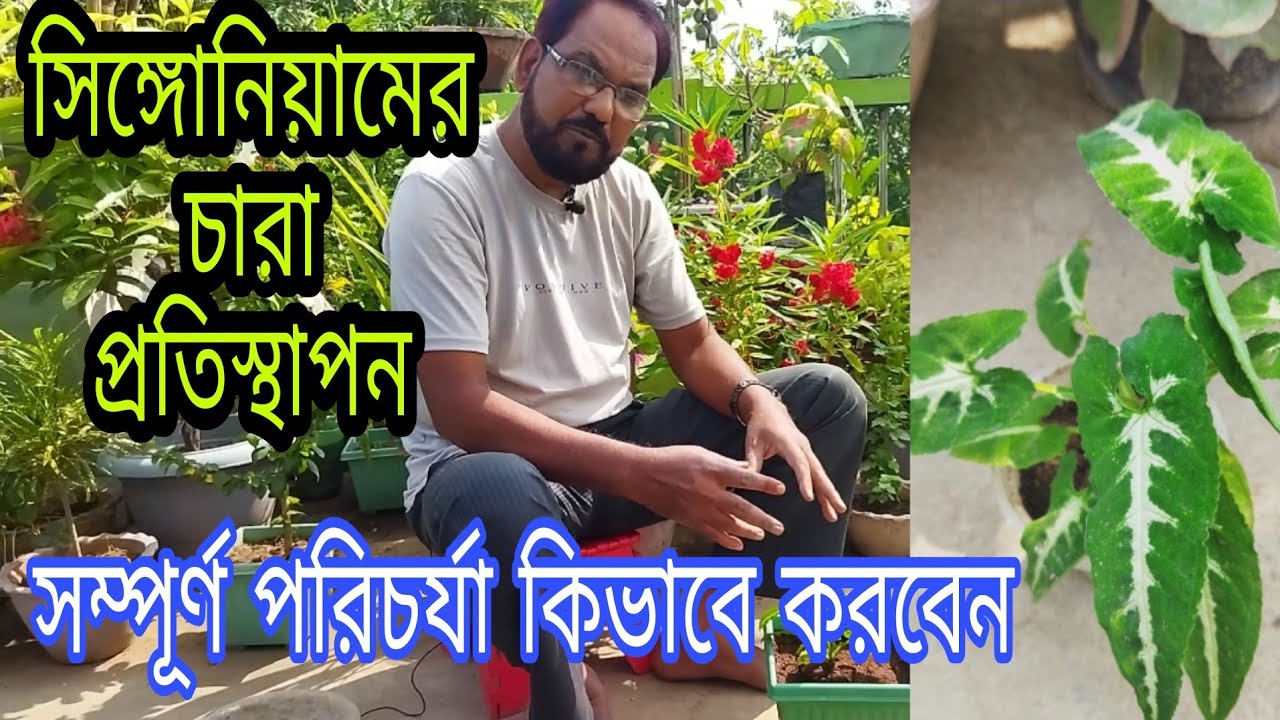 সিঙ্গোনিয়াম এর চারা প্রতিস্থাপন ও সম্পূর্ণ পরিচর্যা। 