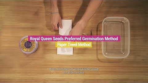 Germinating Paper Towel Method