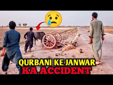Qurbani Ke Janwar Ka Accident 😢 | Bara Nuksan Howa | Ali's Moments
