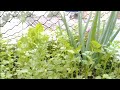 A manutenção das plantas e colhendo coentro #spm#