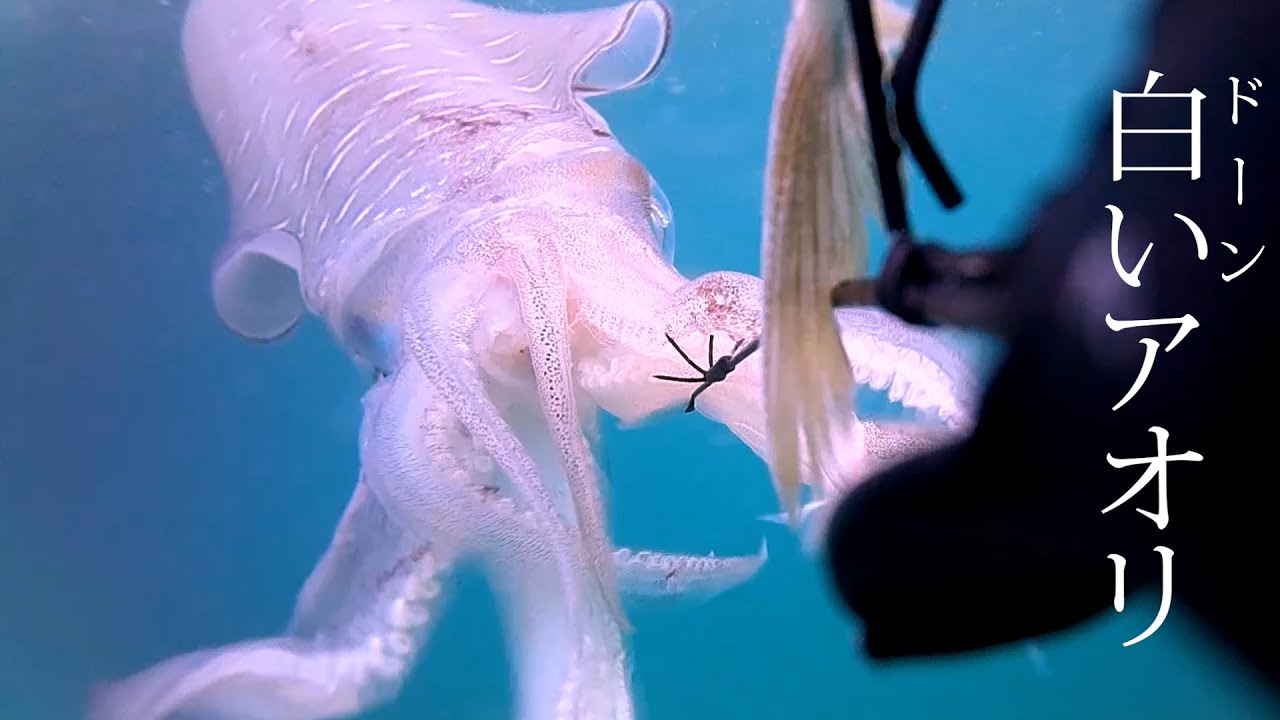 よくやってしまうヤエンの失敗例を水中映像で捉えました。