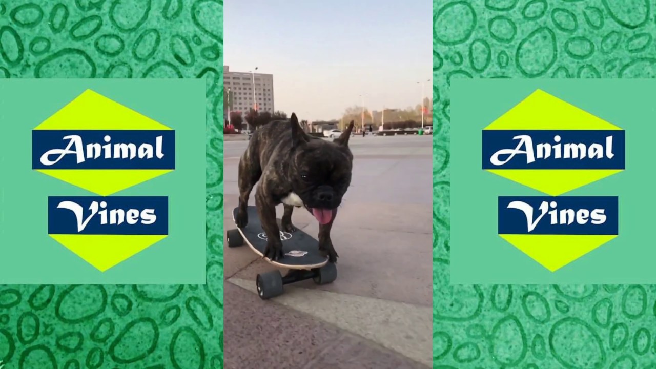 Cool Dog Play Skateboarding on Tiktok! Amazing Pet Tricks Videos