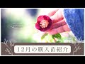 【冬のガーデニング】12月の購入苗紹介 | 球根|一年の振り返り|