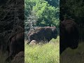 Bison scratches himself on a rock at Dog Run Hollow Trailhead, WMWR 6/16/26