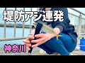 調査のはずがアジ連発!!ウキが沈む瞬間が最高すぎた春のサビキ釣り!そして、新たな出会い！【神奈川釣り】【2025.4】