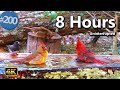Relaxing Bird Bath Splashing Birds Sounds Nature Fountain Uninterrupted CatTV LensMyth 