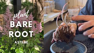 Planting Bare Root Astilbe | Perennial Garden