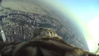 Eagle With Camera Flies From Dubai | World Record | The Best Video Ever