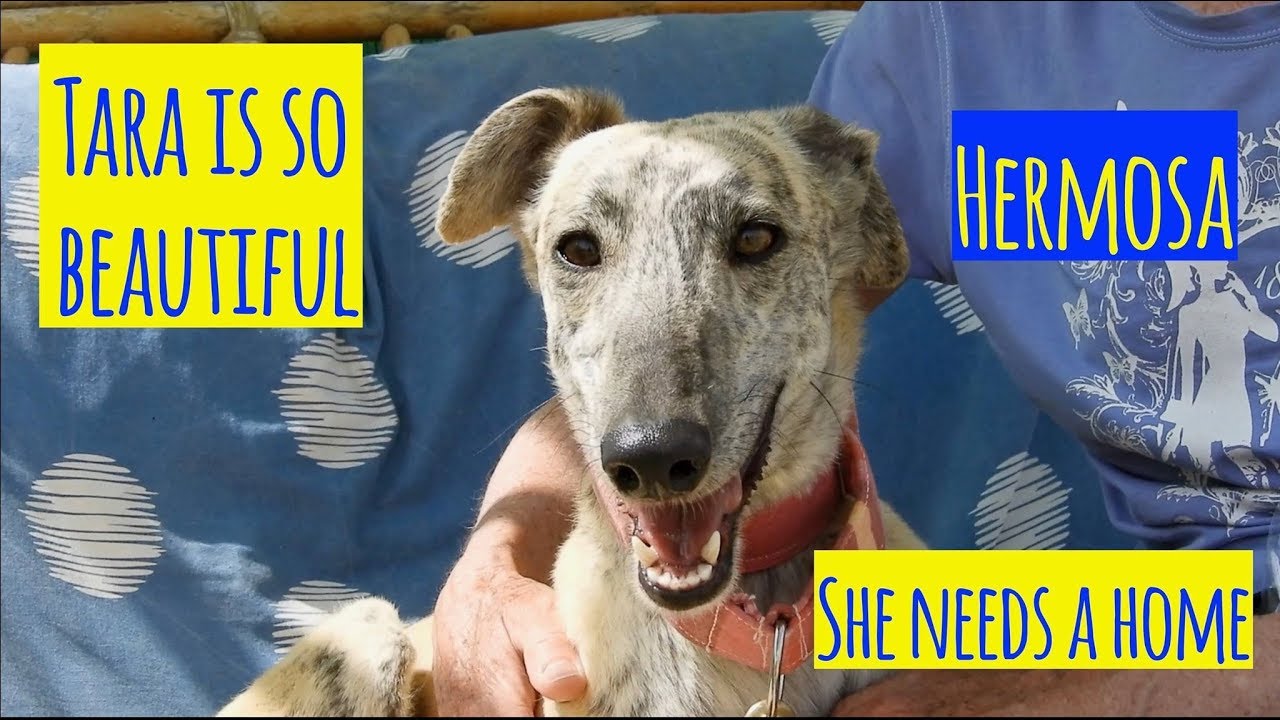 camera iphone 8 plus apk Another stunning girl up for adoption!