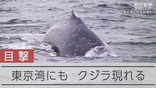 東京湾にもクジラ現る アクアライン付近 - YouTube