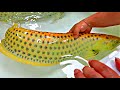 Top 10 rarest fish in asia must see