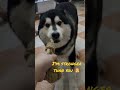 Alaskanmalamute handsomedog playfuldog happydoggo smartdog