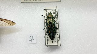 兵庫県産のアオマダラタマムシの標本作りJewel Beetle in Japan (Nipponobuprestis amabilis)