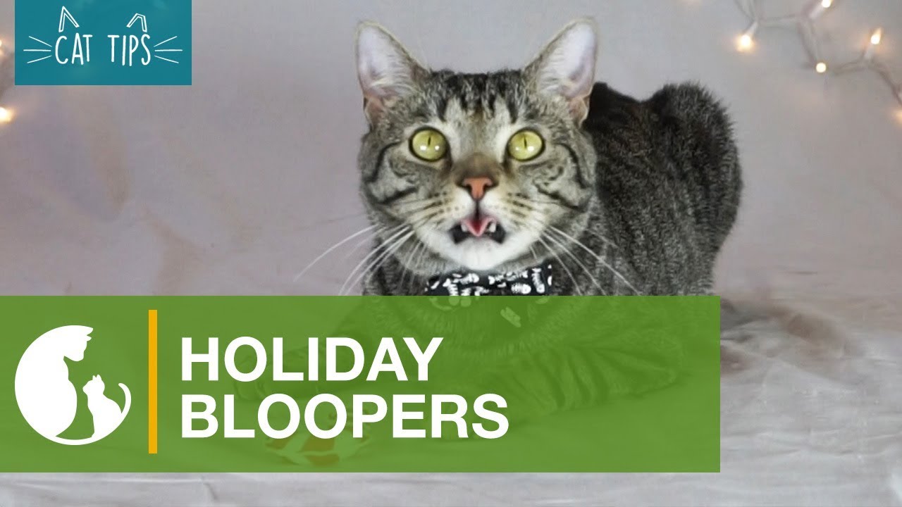 Cat Tips: Holiday Bloopers - YouTube