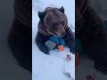 MIRACLE in Kashmir: Bear protects lost child! 🐻❄️ / भालू ने बच्चे को बचाया!