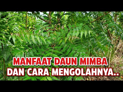 Video: Pertumbuhan Dan Perawatan Pohon Mimba - Pelajari Tentang Manfaat Dan Penggunaan Pohon Mimba