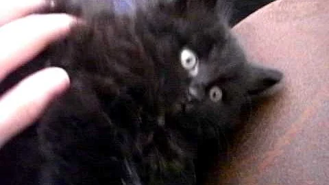Watch the video about Cutest little fluffy persian X british shorthair 's black kitten