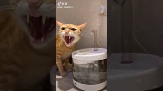Cats of Douyin #funny #cute #cats #douyin