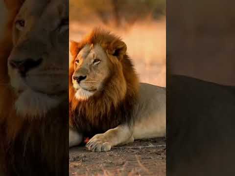 Part 163 Funnyanimals Funny Animals Lionfunny 