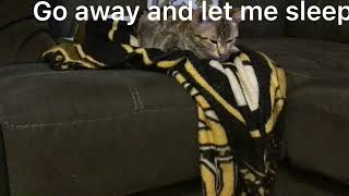 100% accurate cat translator 2 screenshot 5