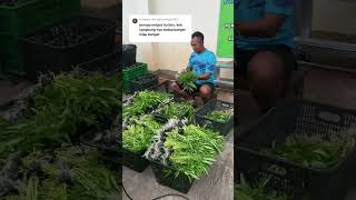 15 Ribu Netpot Boskuuu kangkung hidroponik shorts