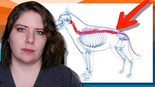Lumbosacral Disease: Vet’s Insights on Diagnosis & Treatment by Vet Med Corner 1,515 views 1 month ago 9 minutes, 5 seconds