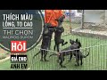 Ai s chn ch malinois duron  nhamtuattv  dog in vietnam