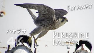Peregrine Falcon Fly away