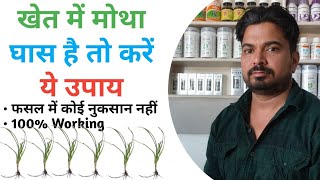 मोथा घास को कैसे खत्म करें / मोथा घास के लिए खरपतवार नाशक / motha ghas ke liye best Herbicide / dawa