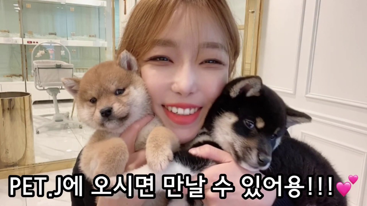 PET.J 시바이누 ! 어떤 시바견이 이쁜 시바견일까요???(시바견 성격,특징) - YouTube