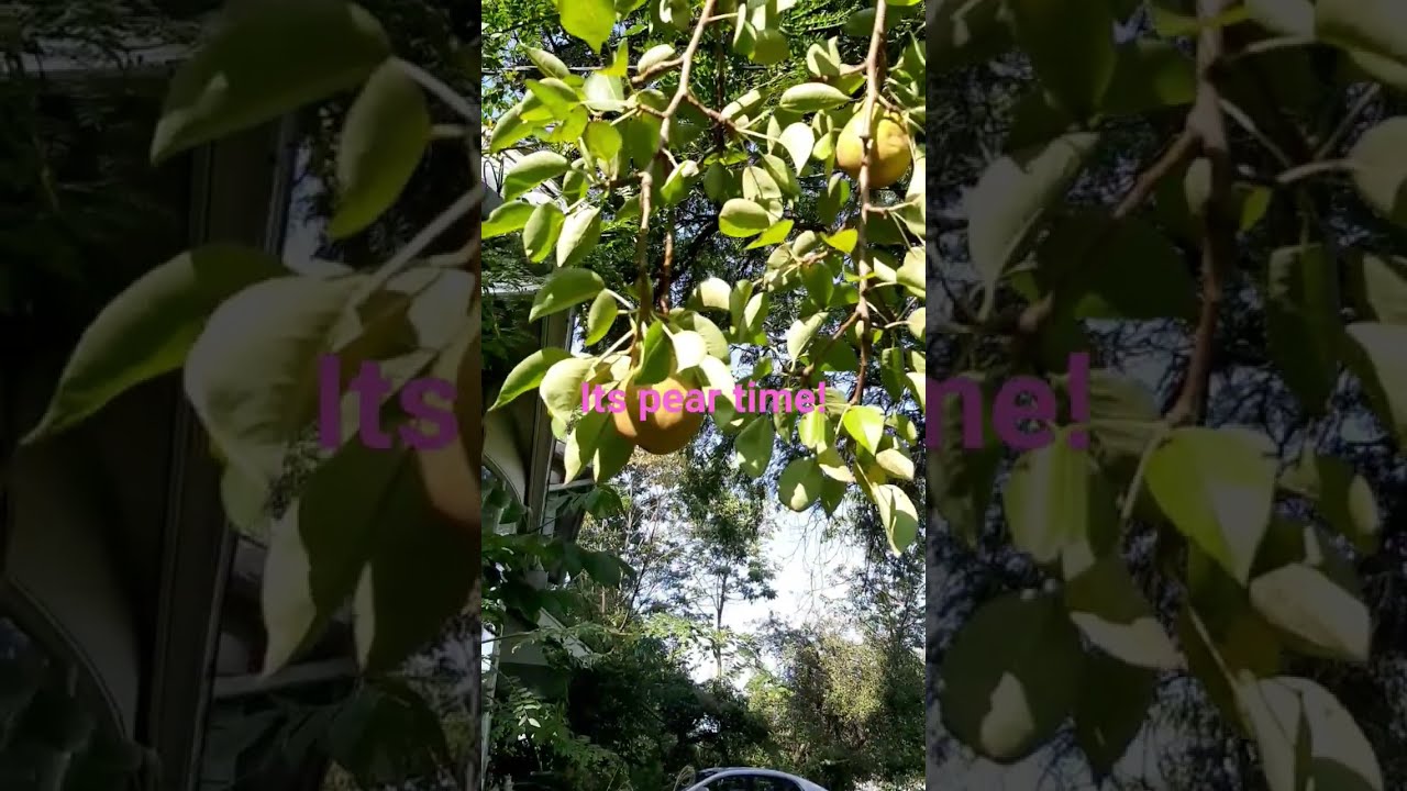 Pick A Juicy Pear 