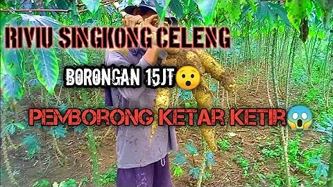 RIVIU SINGKONG CELENG/GARUDA BORONAN 15JT