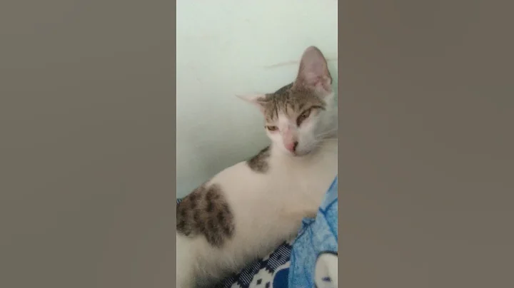 Watch the video about #cat #cats #cute #catshorts #catlovers #catvideos #funny #cartoon #catmemes #viral #reels #cutecat