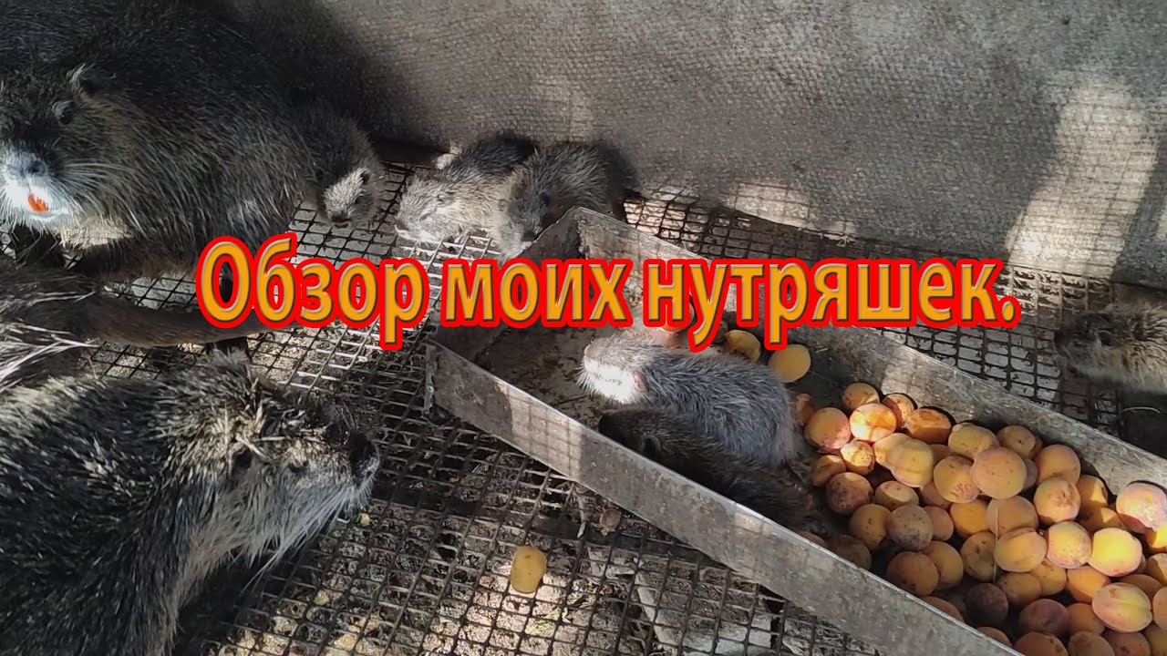 ОБЗОР МОИХ НУТРЯШЕК.  Что изменилось и какие планы.