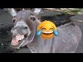 Fokaha Maroc 2017: Funny WhatsApp Videos 😂