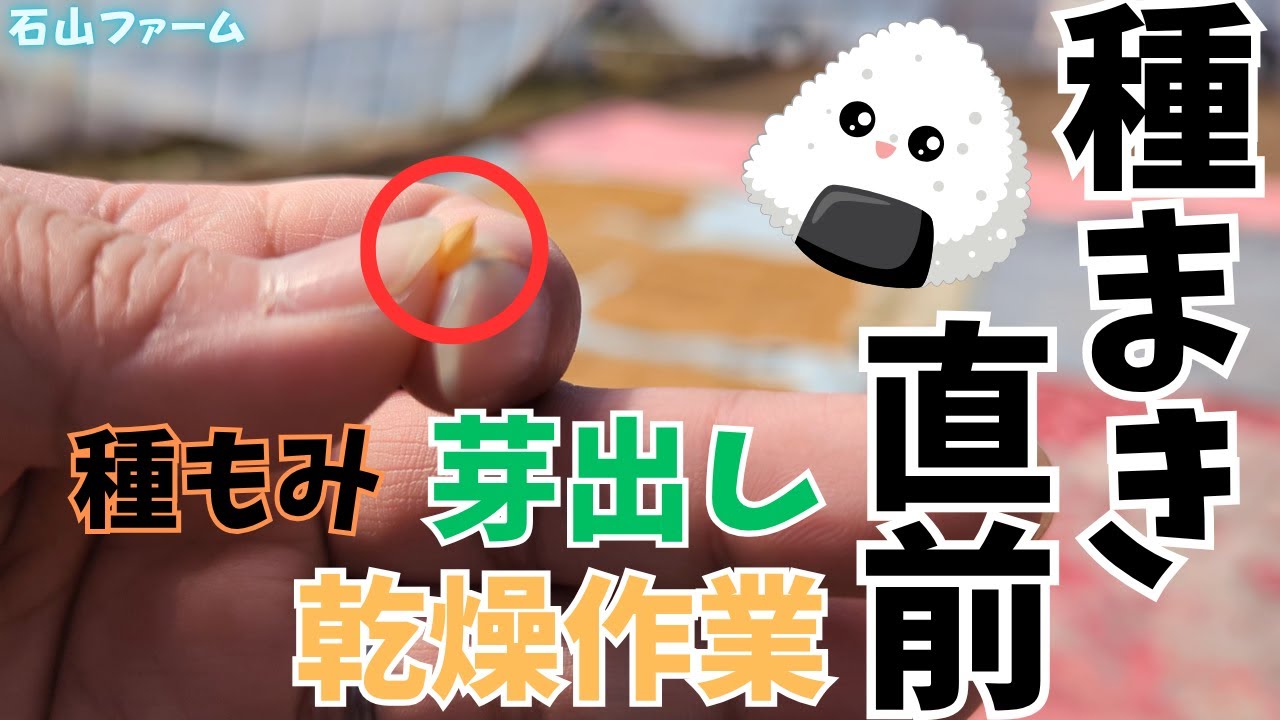 【米】種まき直前！種もみの芽出し・乾燥作業