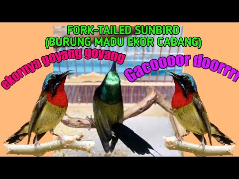 Video: Apakah nama burung berekor garpu?