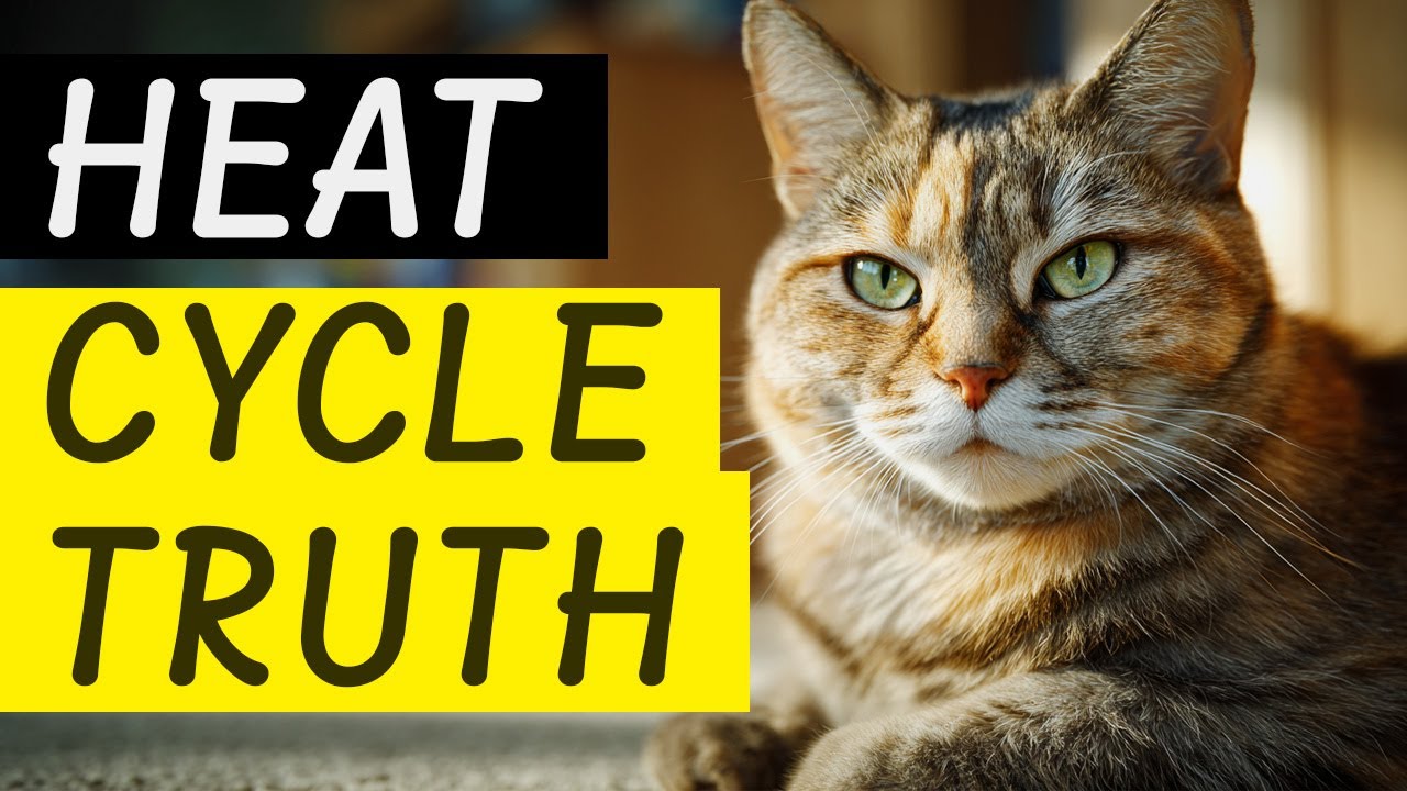 Your Cat's 3AM Screaming Isn't What You Think (The Biology Will Shock You)