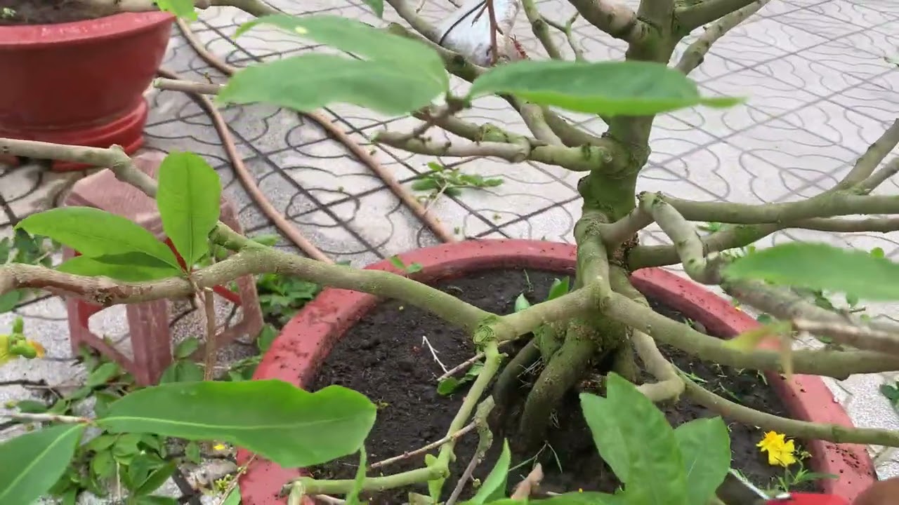 Sáng Ngày 13/2 al Sạt Tàng Tạo Dáng Thông Cây Mai Đã Phục Hồi Sau Tết 2021