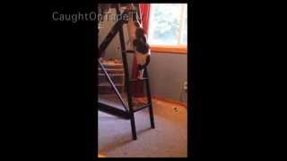 Crazy Cat Climbs Ladder to Get Treat!
