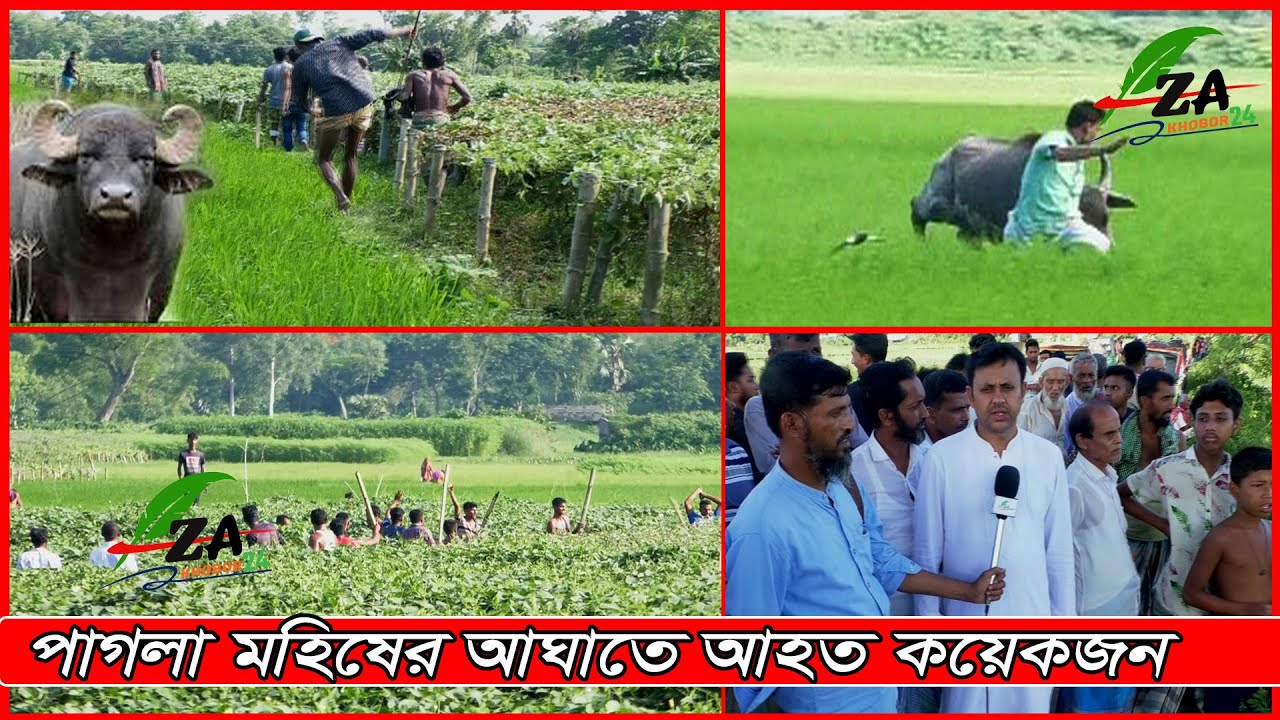 রায়পুরায় কুরবানির পাগলা মহিষকে লাঠিসোটা নিয়ে আটক করতে গিয়ে আহত বেশ কয়েকজন ।
