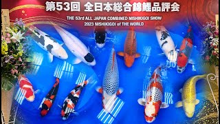 งานประกวดปลาคาร์พระดับโลก EP:3 All Japan Koi Show 2023