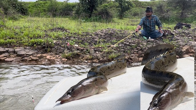 Amazing Natural Village style fishing Technique by hand