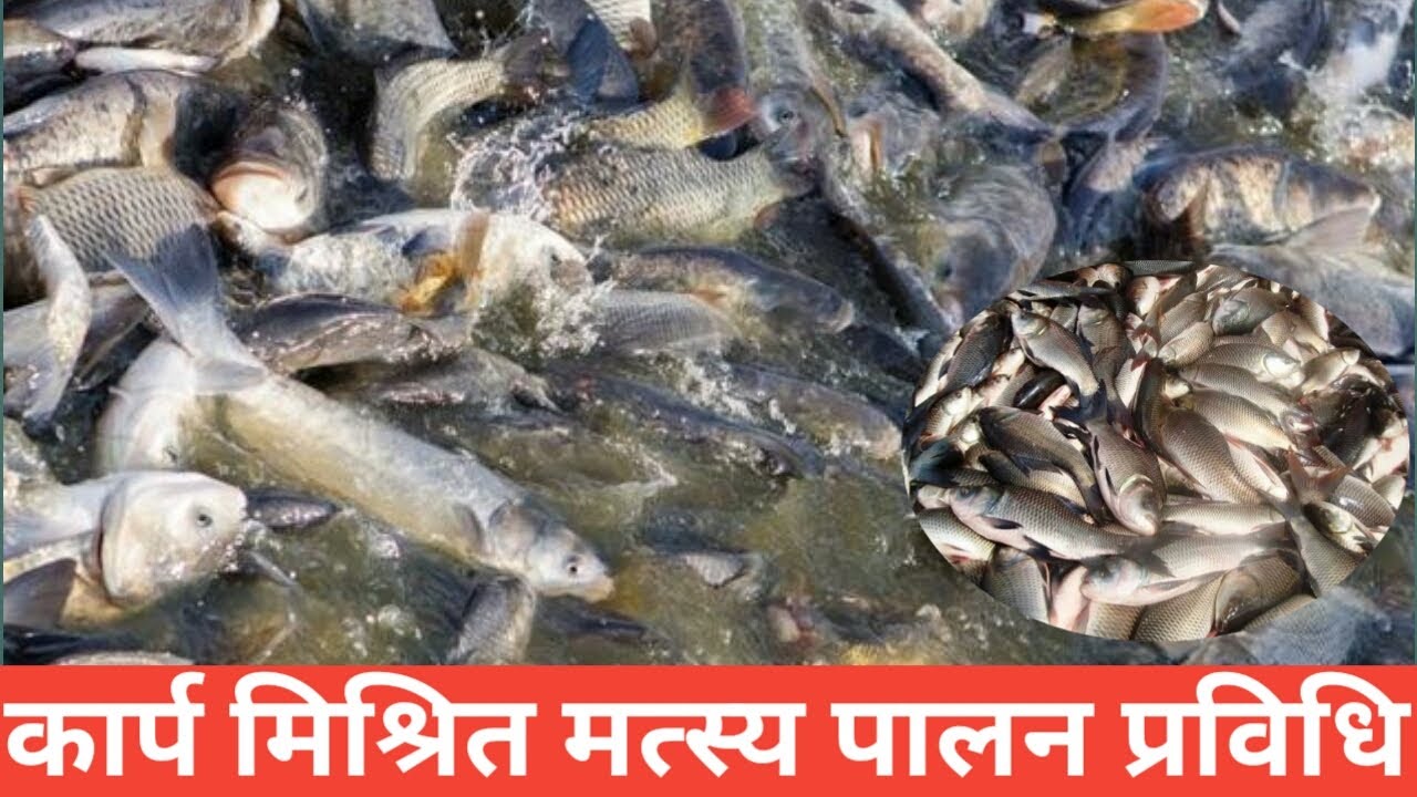 कार्प मिश्रित मत्स्य पालन प्रविधि Fish Farming in Nepal Carp Mixed