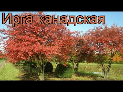 Video: Irga - Amelanchier - Bishmula - Amelanchier - Yeni Meyvə Məhsulu - Sortları, Becərilməsi Və Reseptləri